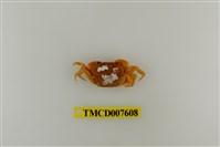 藏品(蔡氏澤蟹)的圖片